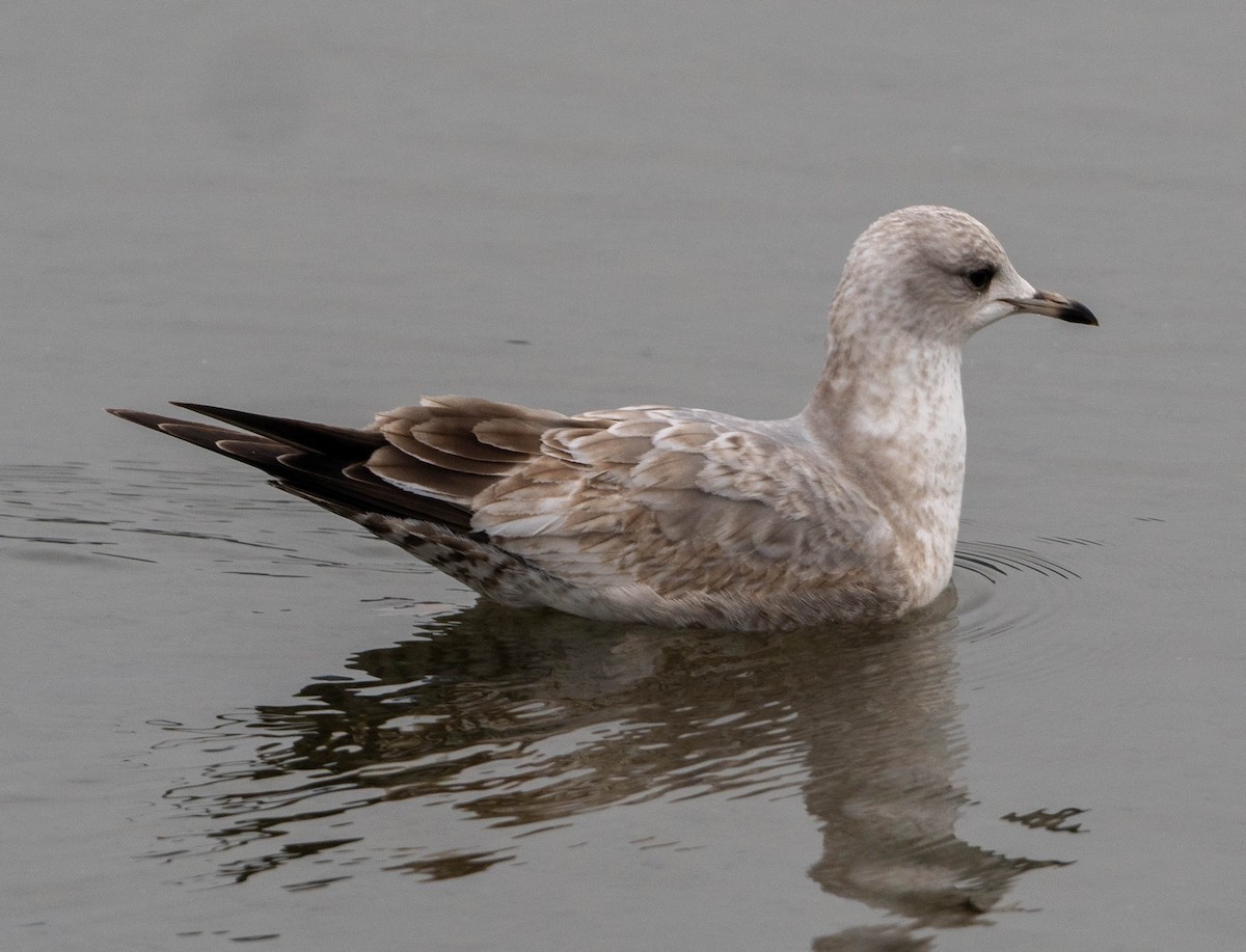 racek aljašský - ML650477579