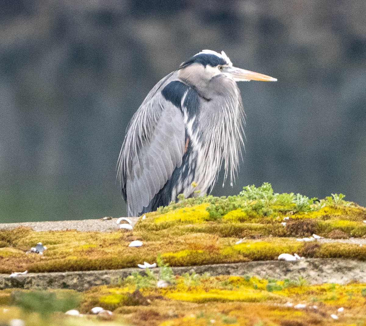 volavka velká - ML650477618