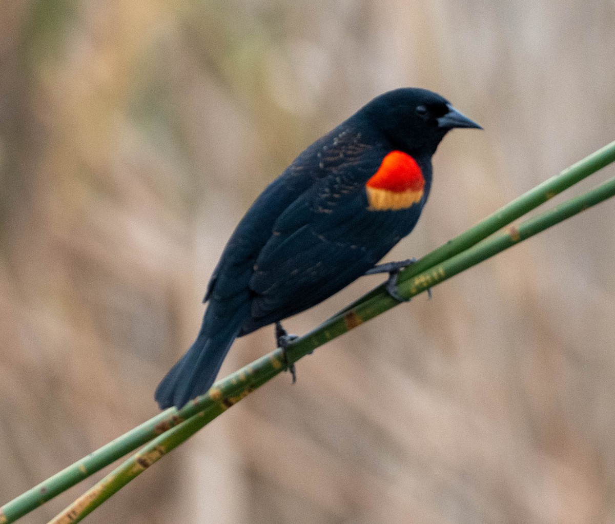 vlhovec červenokřídlý - ML650477639