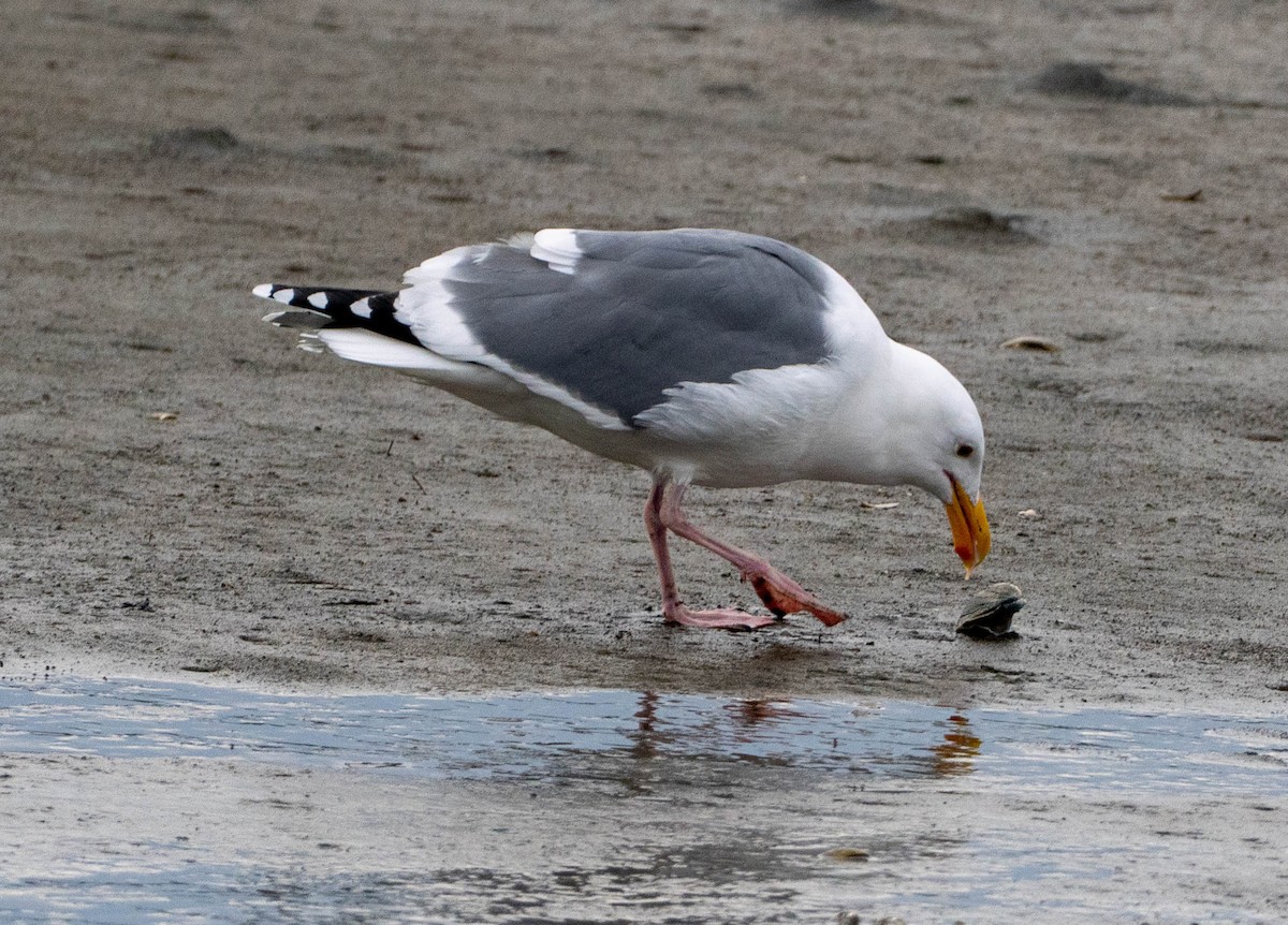 racek západní - ML650477661