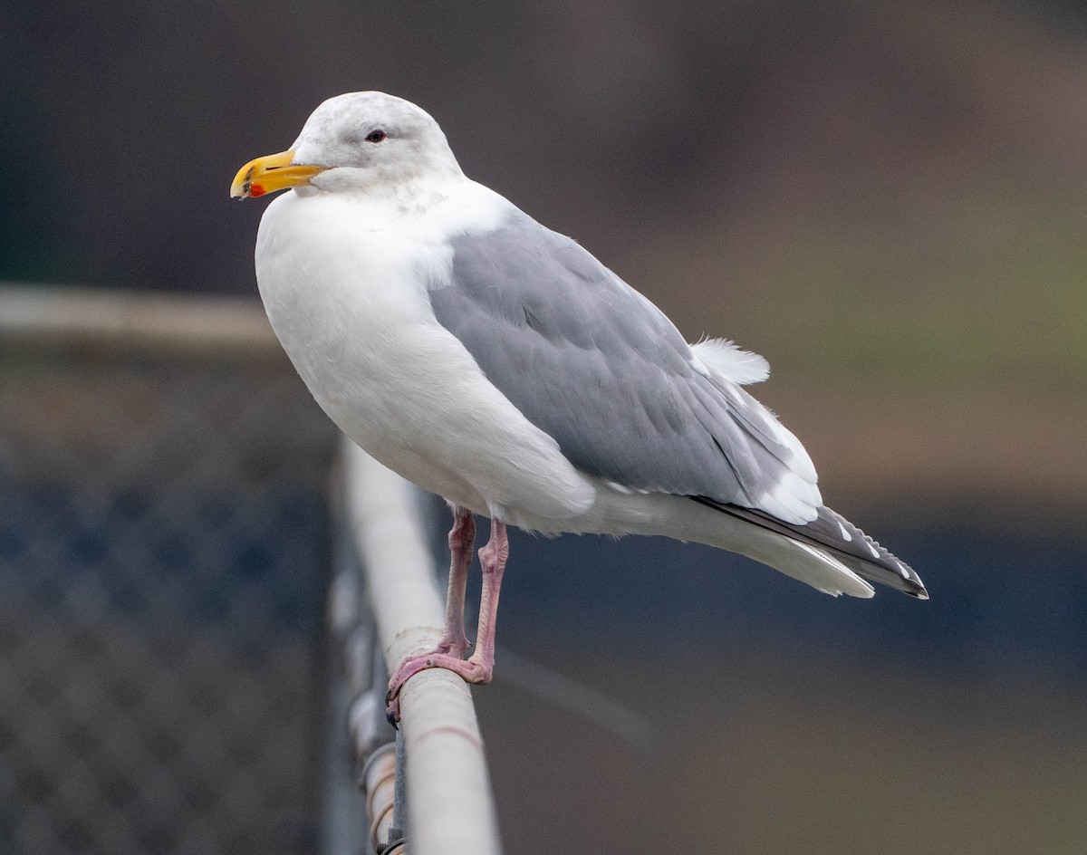 racek šedokřídlý - ML650477673