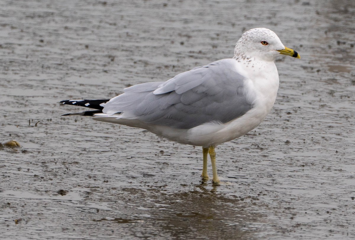 racek kroužkozobý - ML650477787