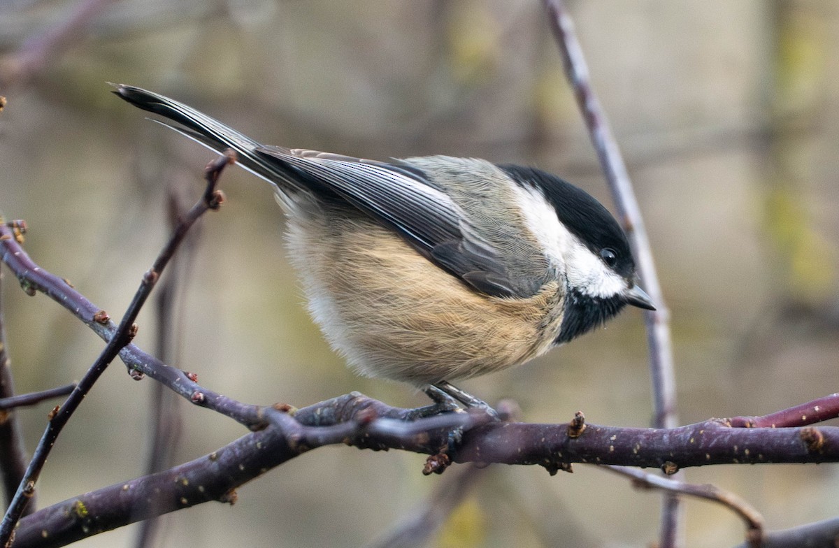 sýkora černohlavá - ML650478128