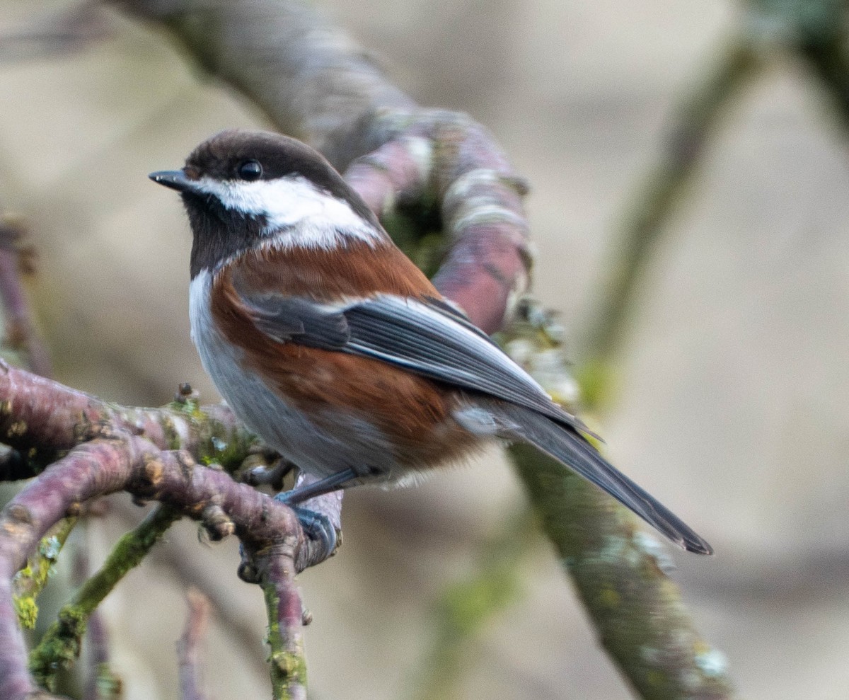 sýkora hnědohřbetá - ML650478144