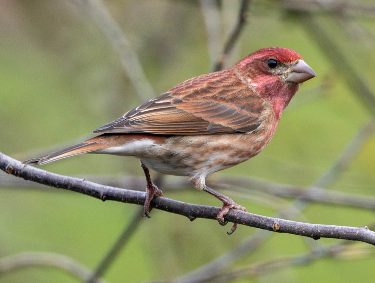 hýl nachový - ML650478146