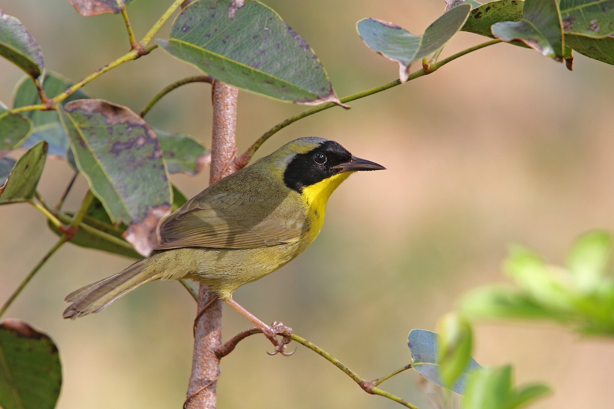 Bahama Yellowthroat - ML65047821