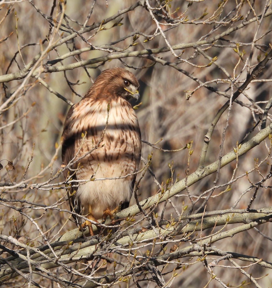 Краснохвостый канюк - ML650478403