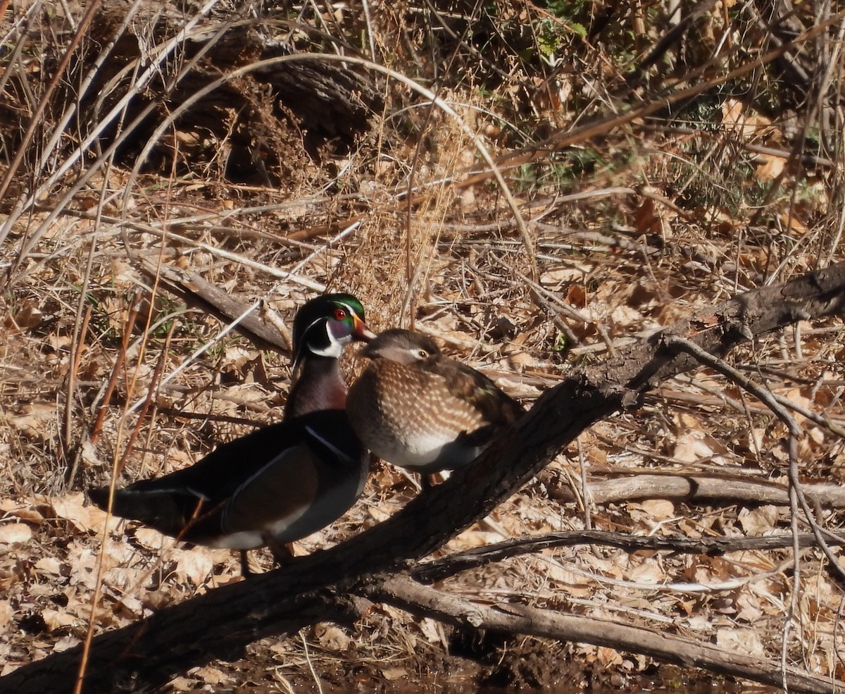 Каролинская утка - ML650478422