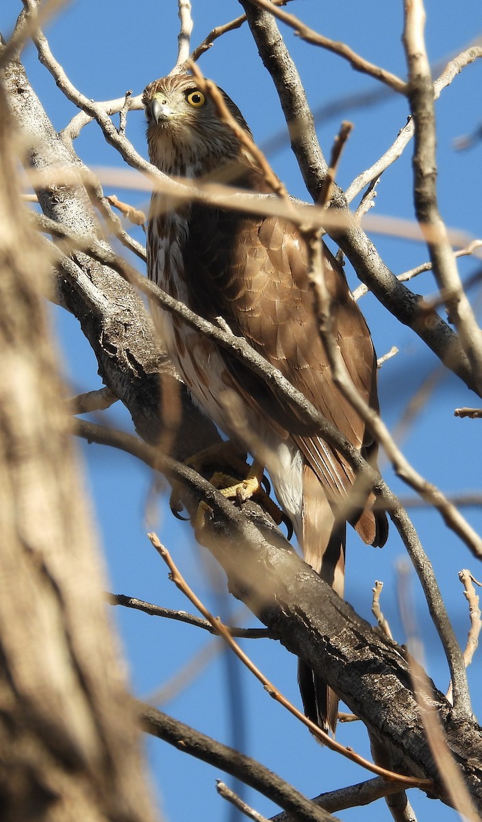 Американский перепелятник - ML650478456