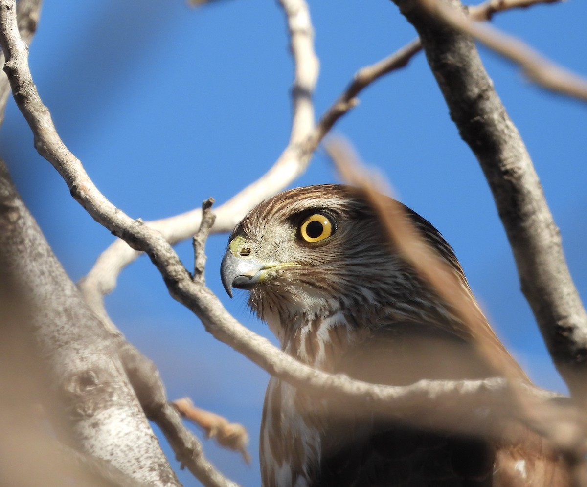 Американский перепелятник - ML650478458