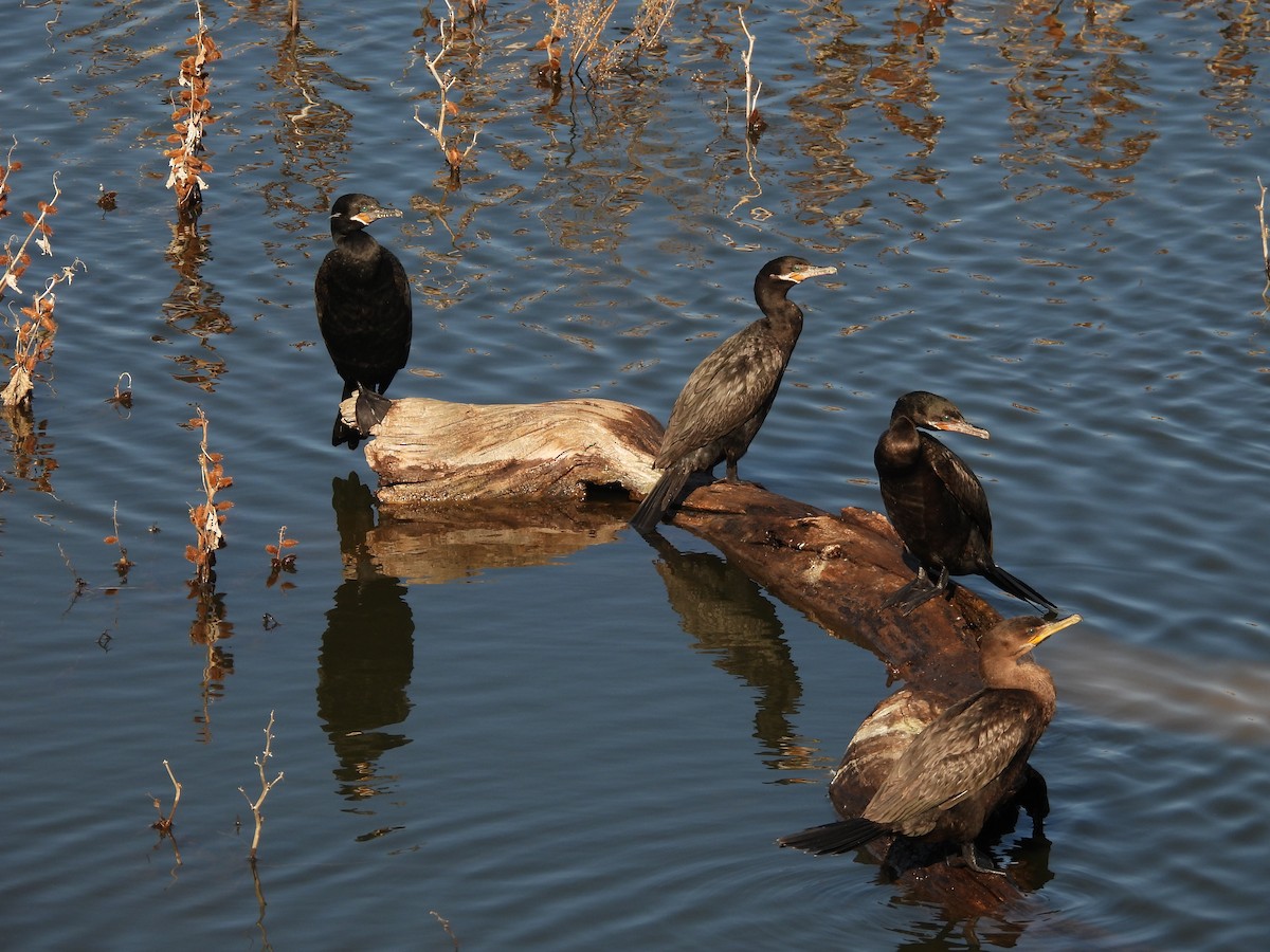Неотропический баклан - ML650478484