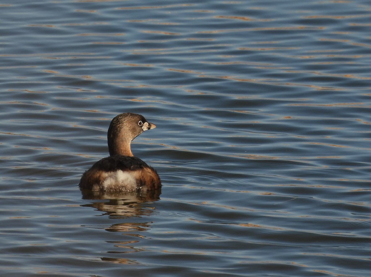 Пестроклювая поганка - ML650478502