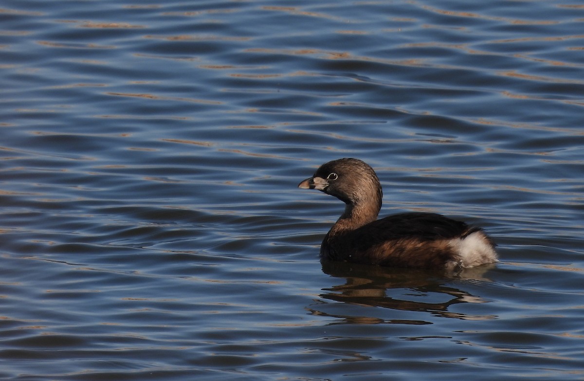 Пестроклювая поганка - ML650478503