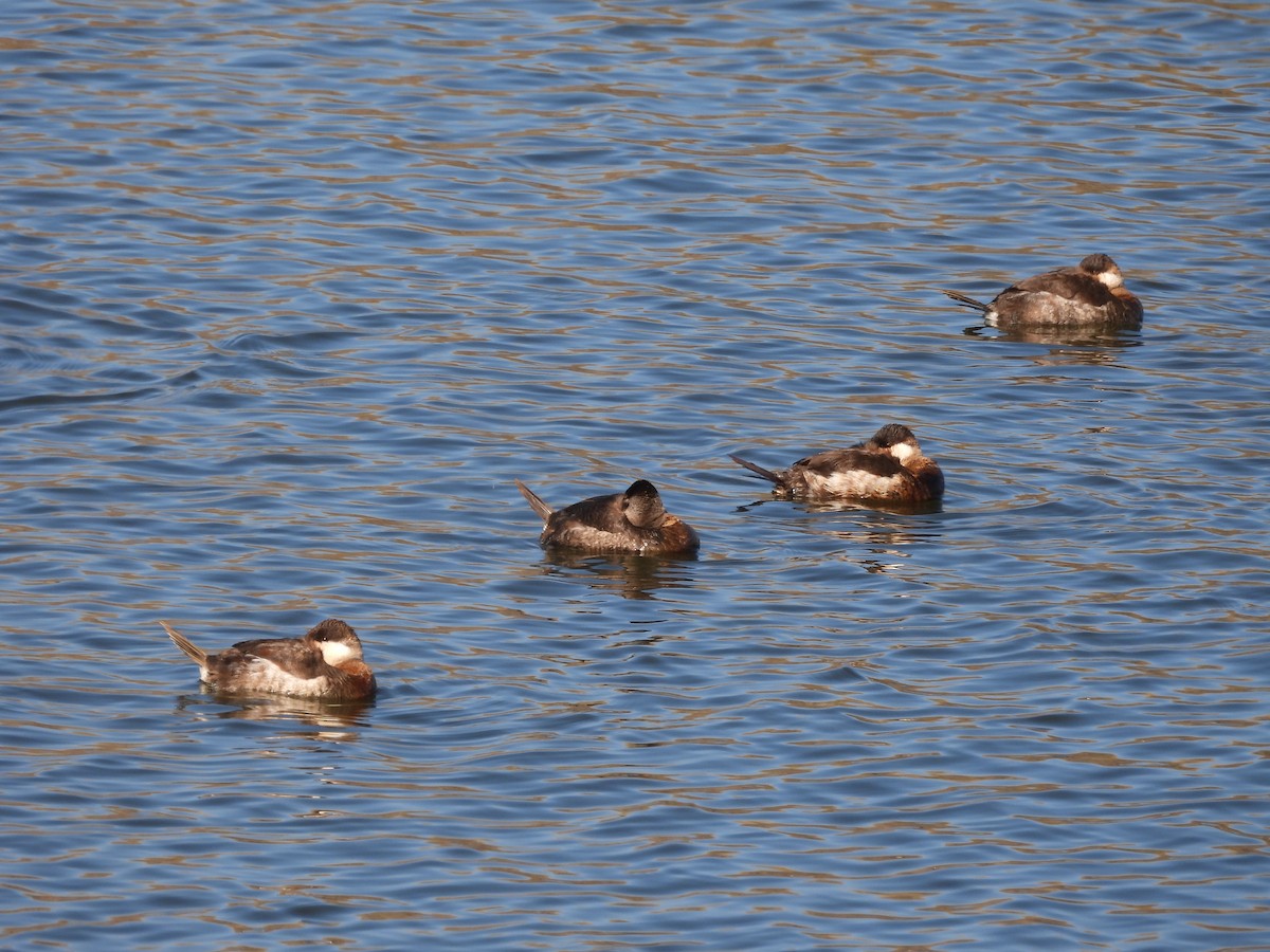 Американская савка - ML650478519