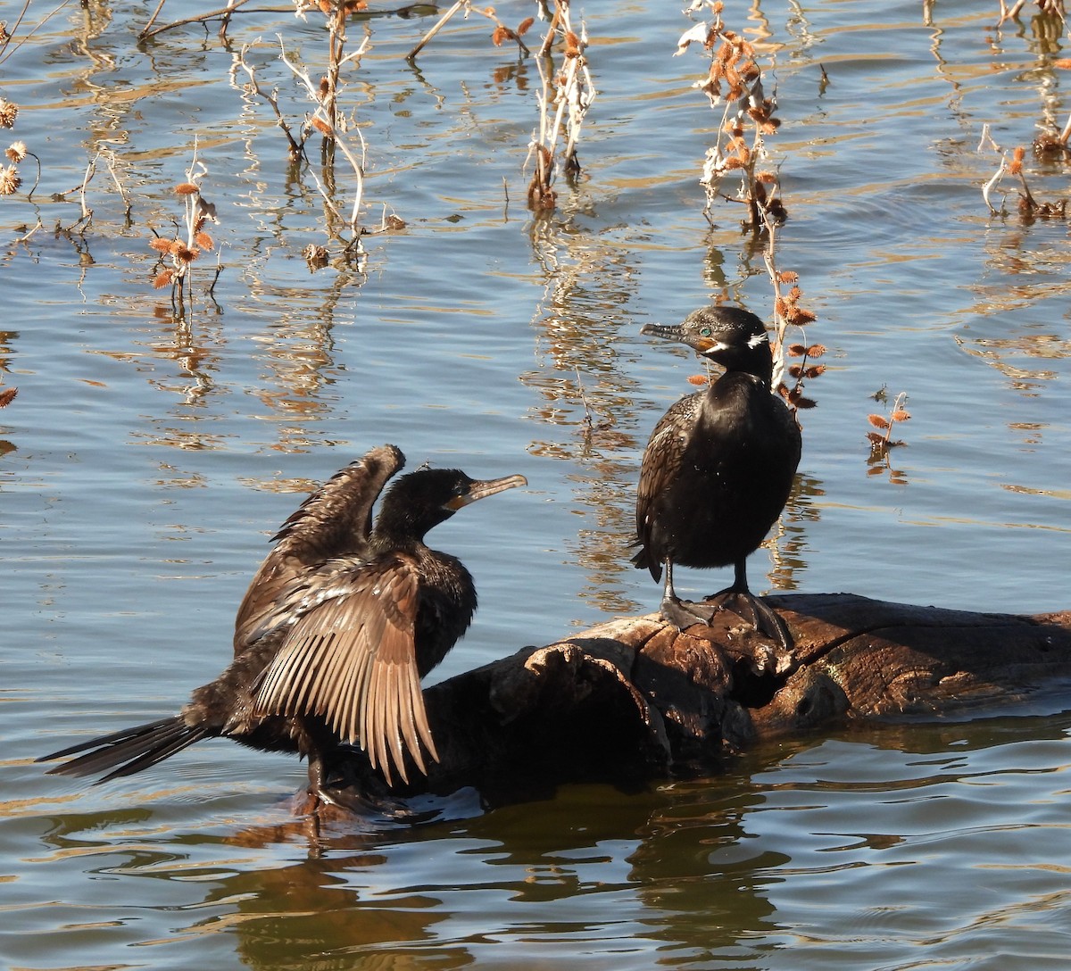 Неотропический баклан - ML650478558