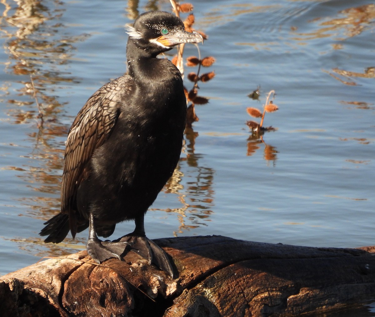 Неотропический баклан - ML650478559