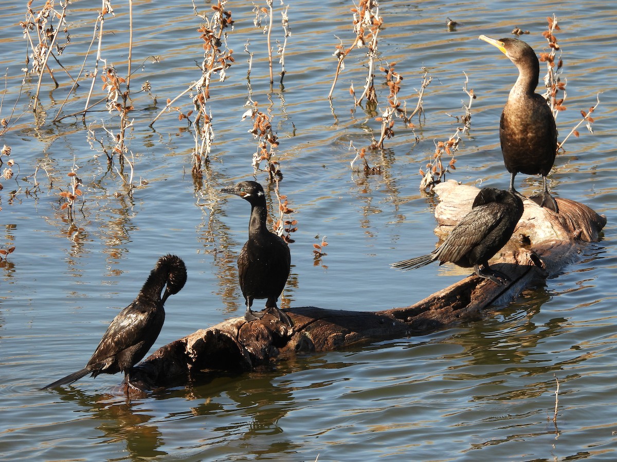 Неотропический баклан - ML650478560