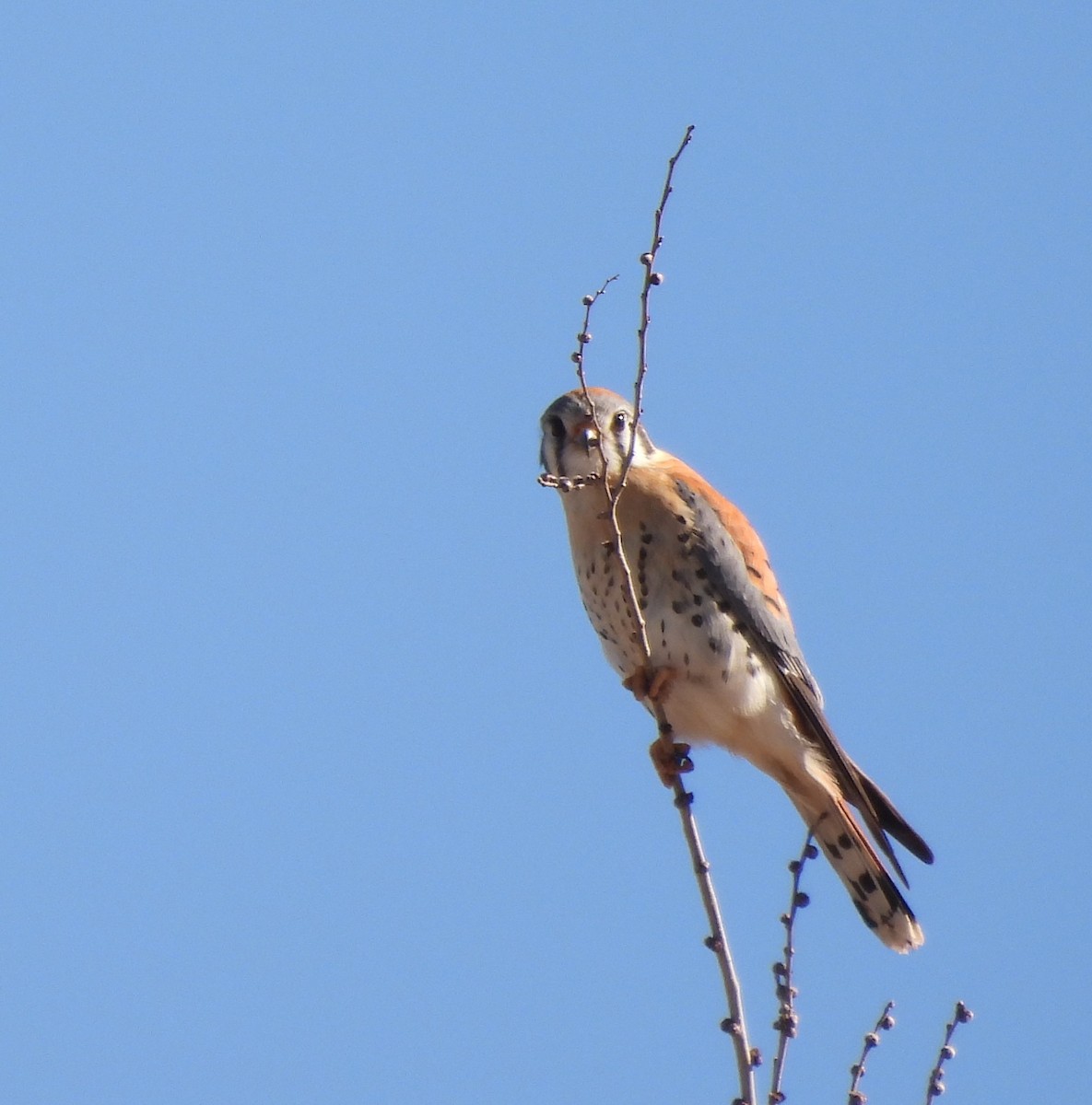 Воробьиная пустельга - ML650478577