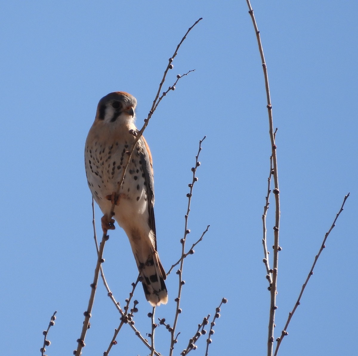 Воробьиная пустельга - ML650478578