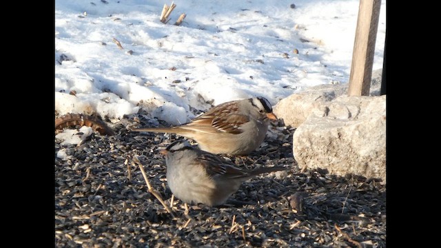 White-crowned Sparrow - ML650478762
