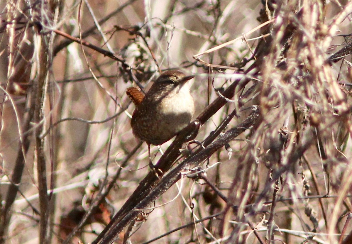 Winter Wren - ML650479065