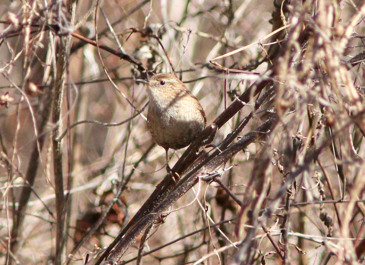 Winter Wren - ML650479067