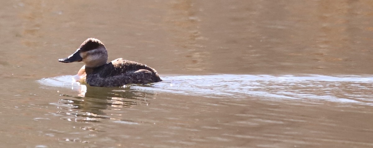 Американская савка - ML650479186