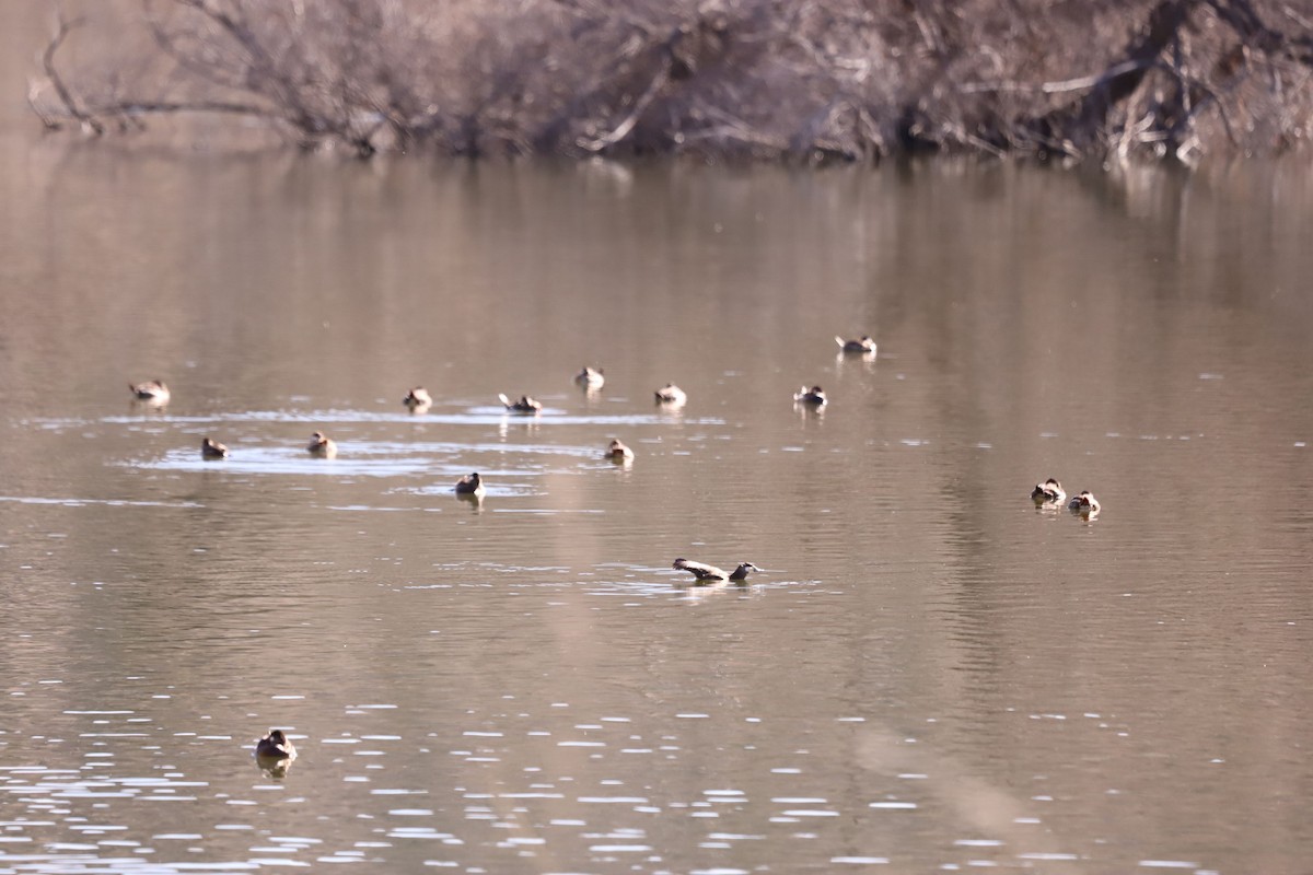 Американская савка - ML650479187