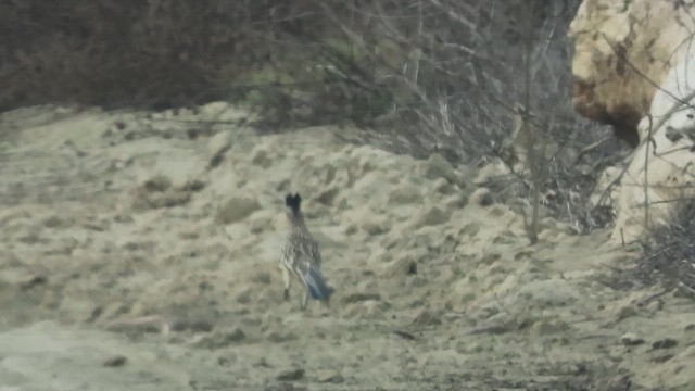 Greater Roadrunner - ML650479537