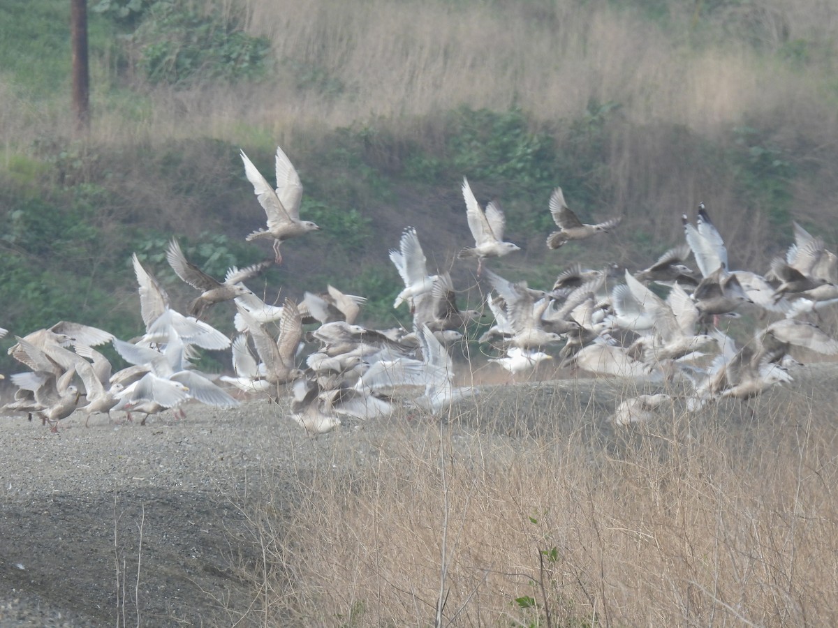 gull sp. - ML650479566