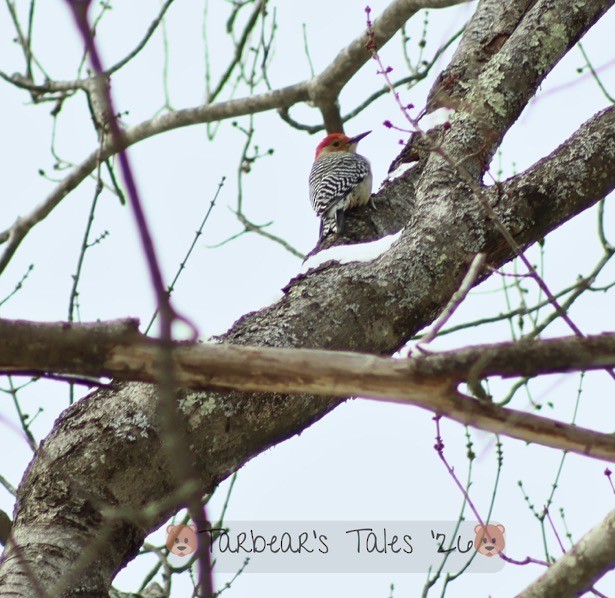 Red-bellied Woodpecker - ML650479741
