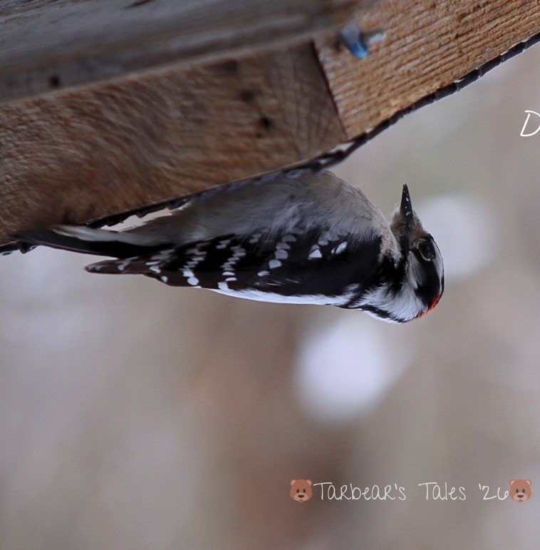Downy Woodpecker - ML650479765