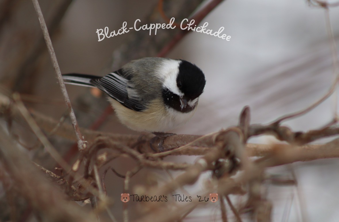 Black-capped Chickadee - ML650479775