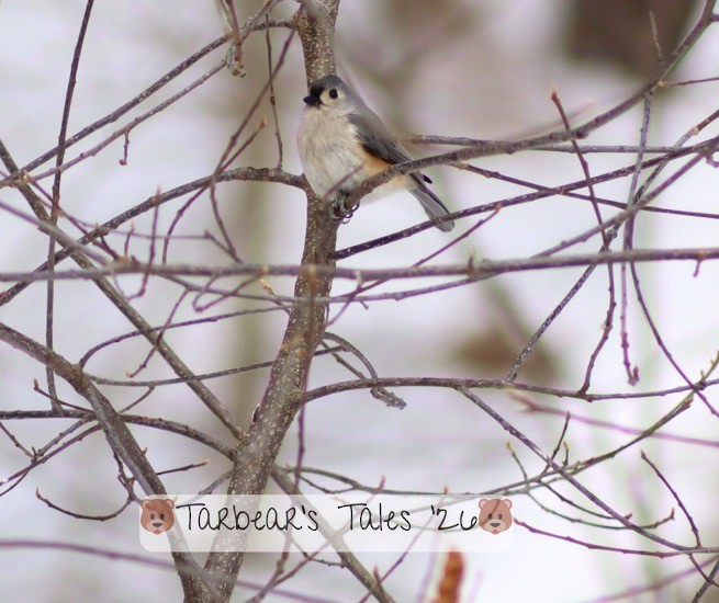 Tufted Titmouse - ML650479787