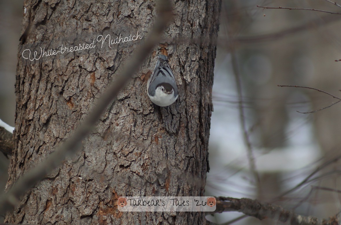 White-breasted Nuthatch - ML650479797