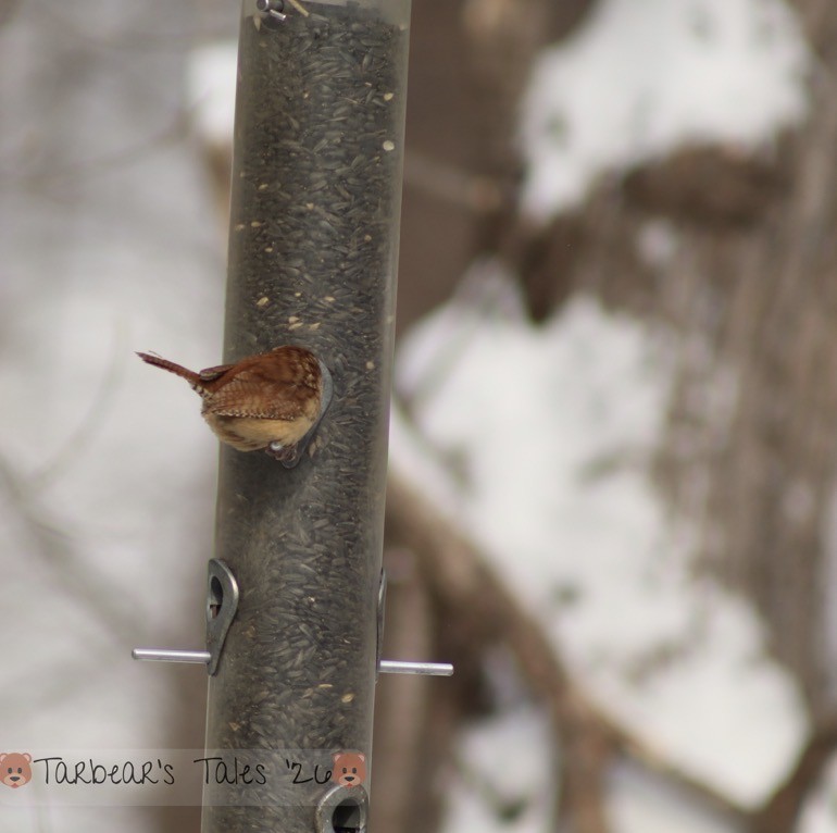 Carolina Wren - ML650479809