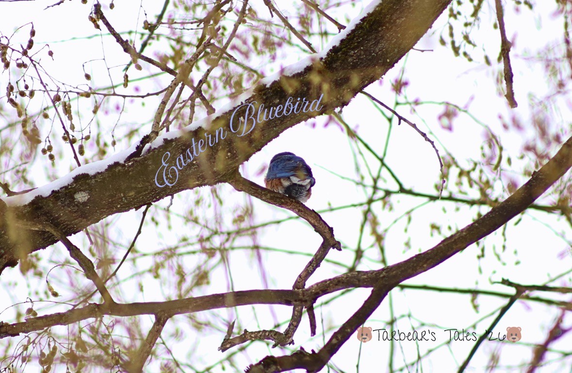 Eastern Bluebird - ML650479817