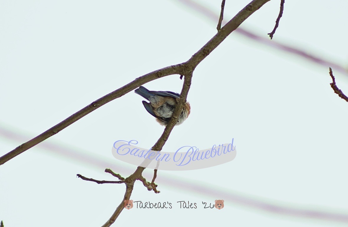 Eastern Bluebird - ML650479818