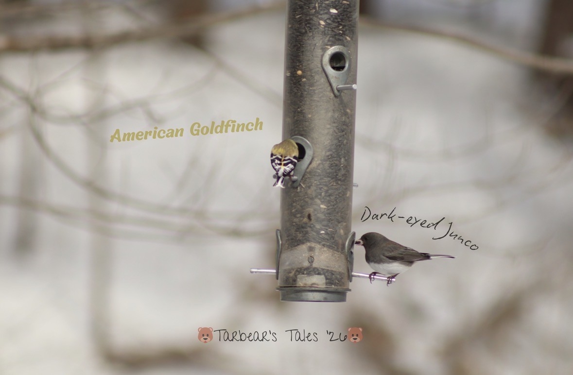 American Goldfinch - ML650479827