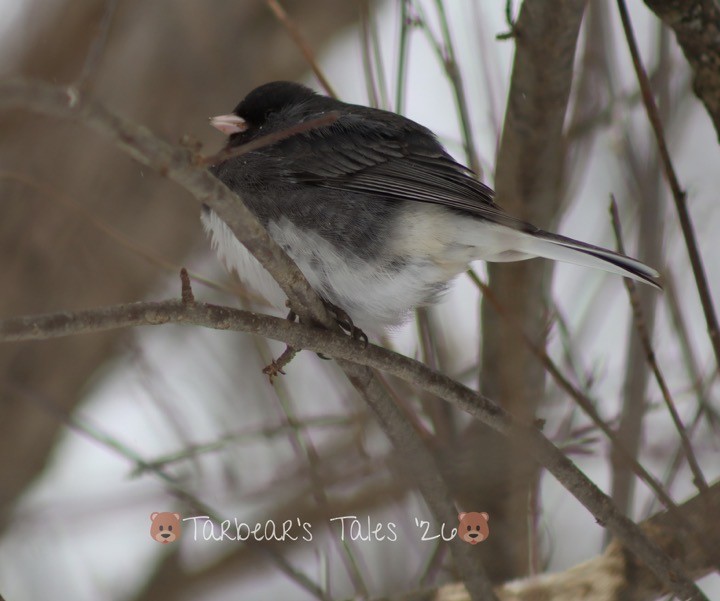 Dark-eyed Junco - ML650479837