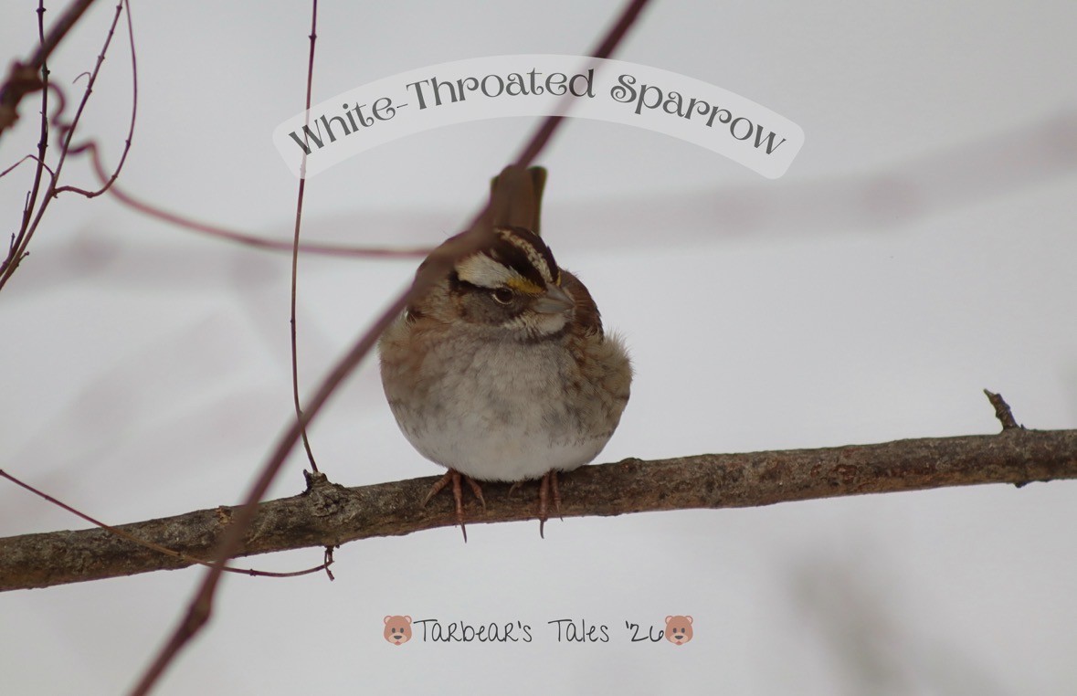 White-throated Sparrow - ML650479909