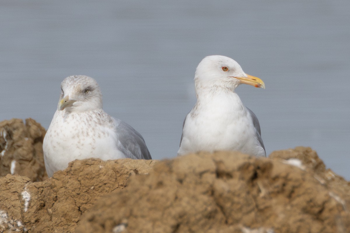 gull sp. - ML650480021