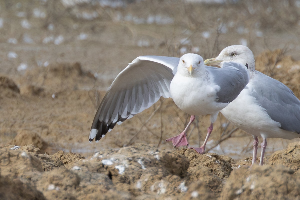 gull sp. - ML650480022