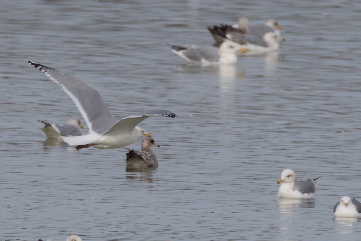 gull sp. - ML650480023