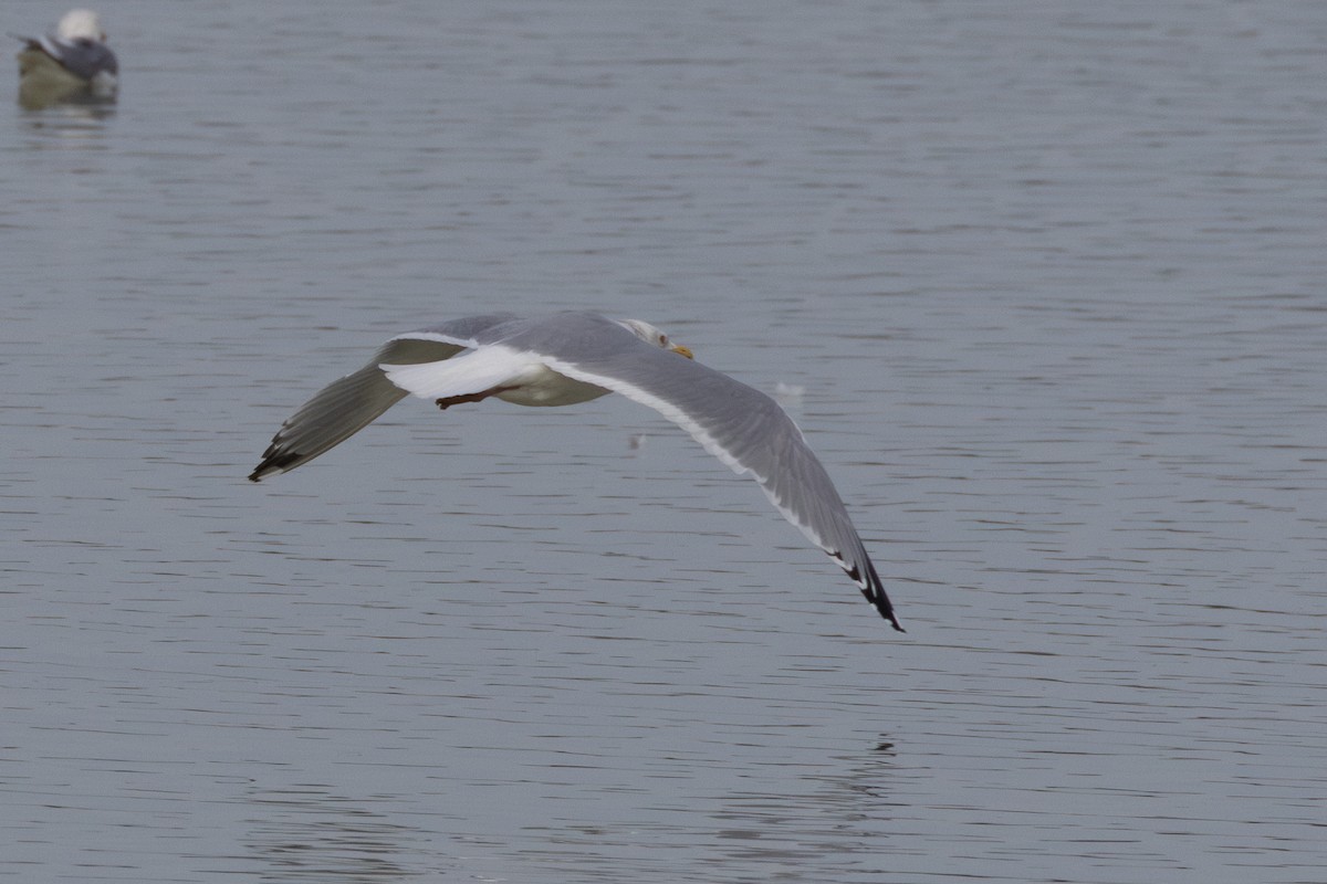 gull sp. - ML650480025