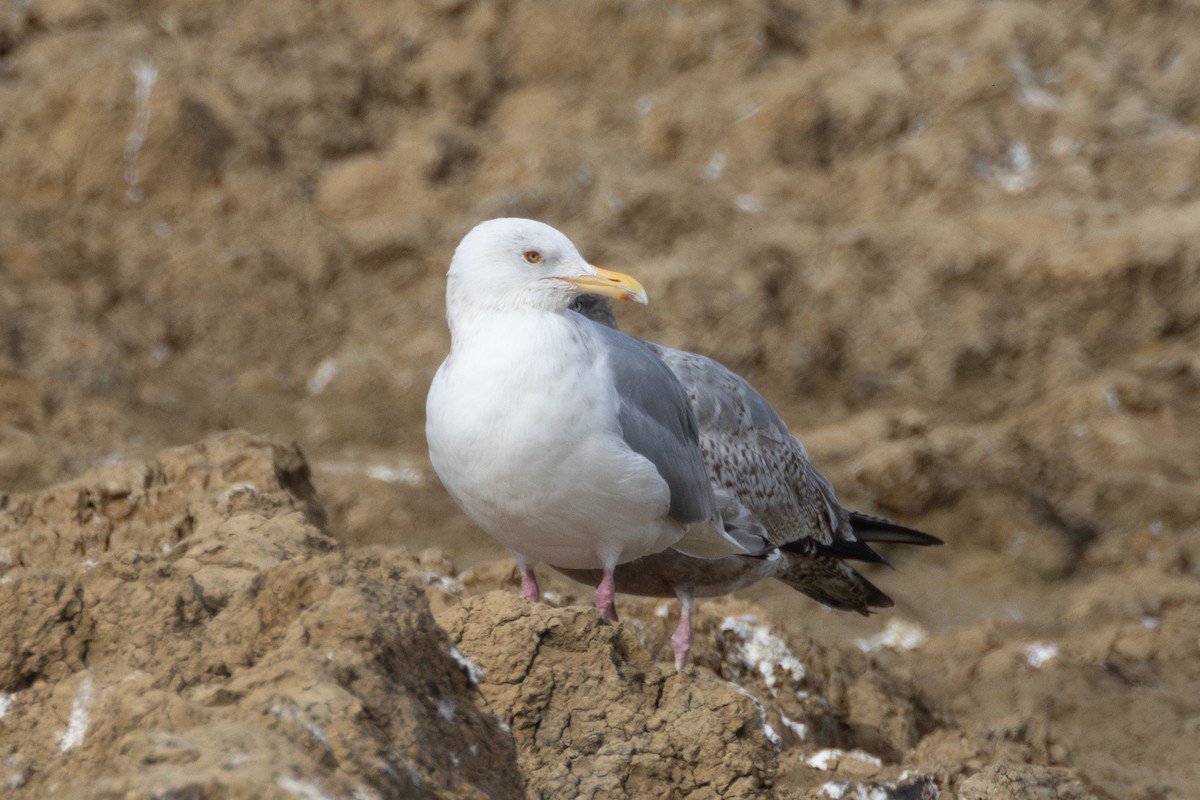 gull sp. - ML650480026