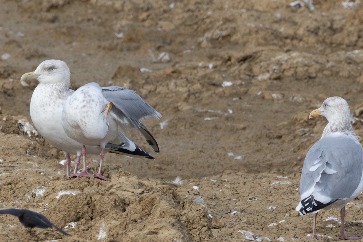 gull sp. - ML650480028
