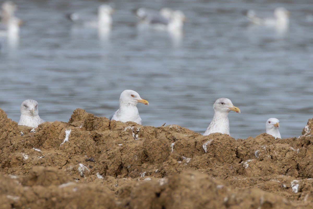 gull sp. - ML650480029