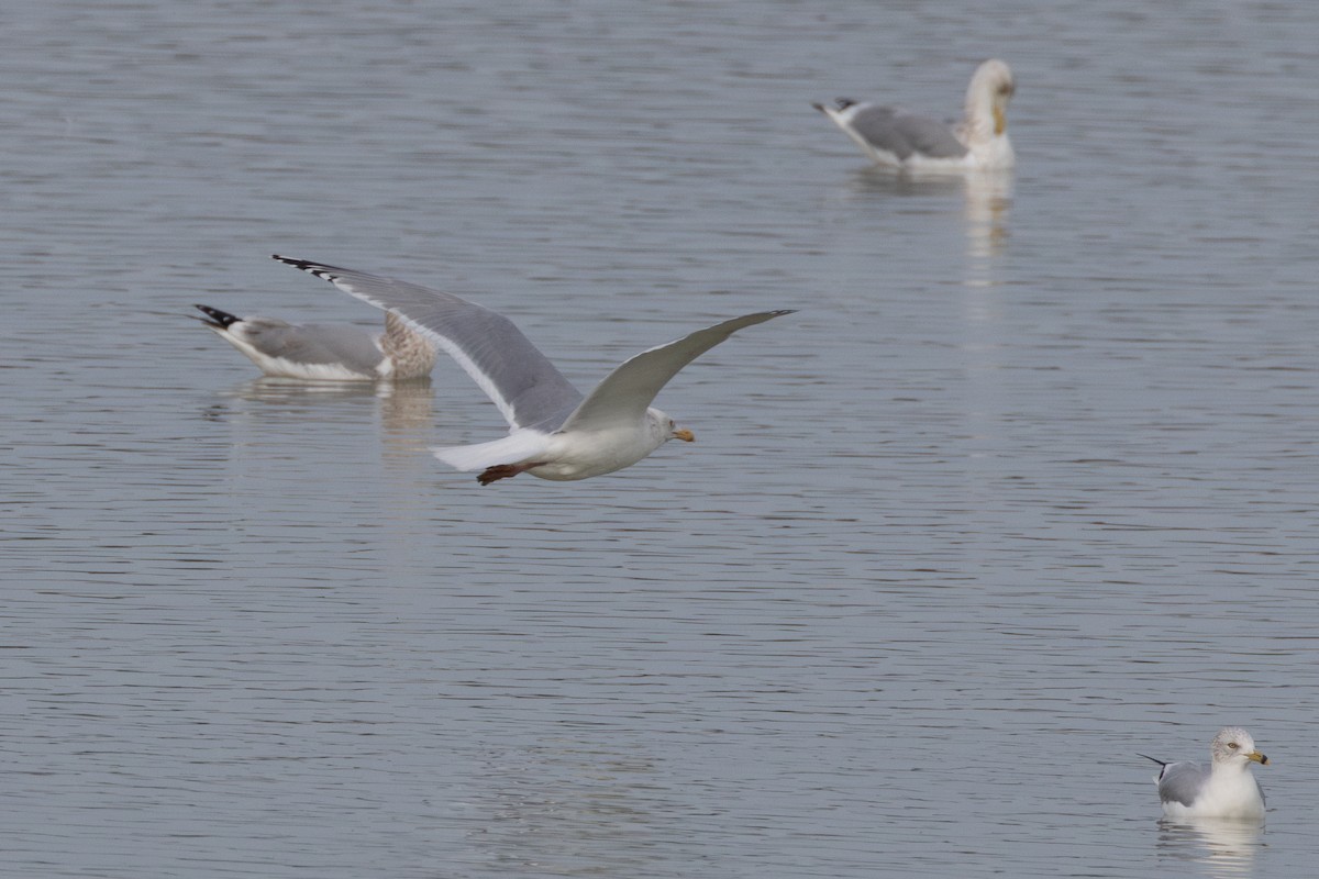 gull sp. - ML650480030