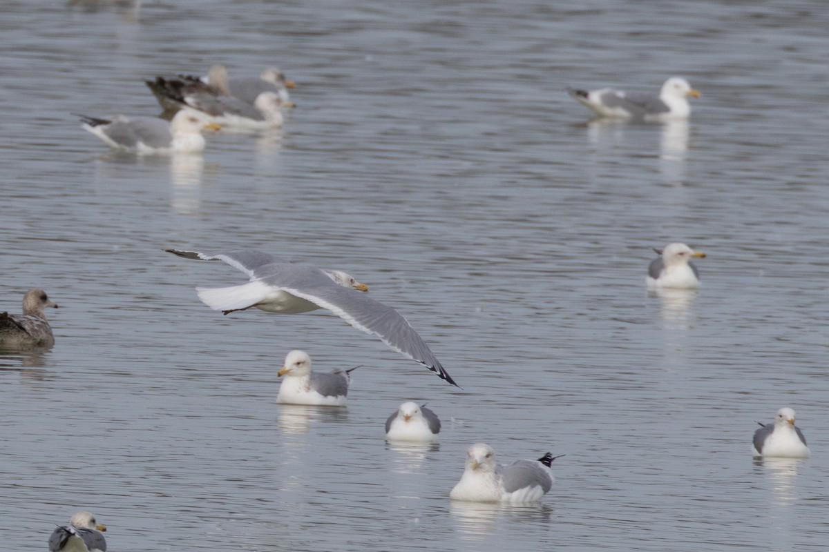 gull sp. - ML650480031
